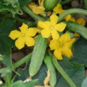 Plant de cornichon Vert fin de Meaux