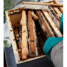 Les Ruchers d'Enora Les Ruchers d'Enora #8