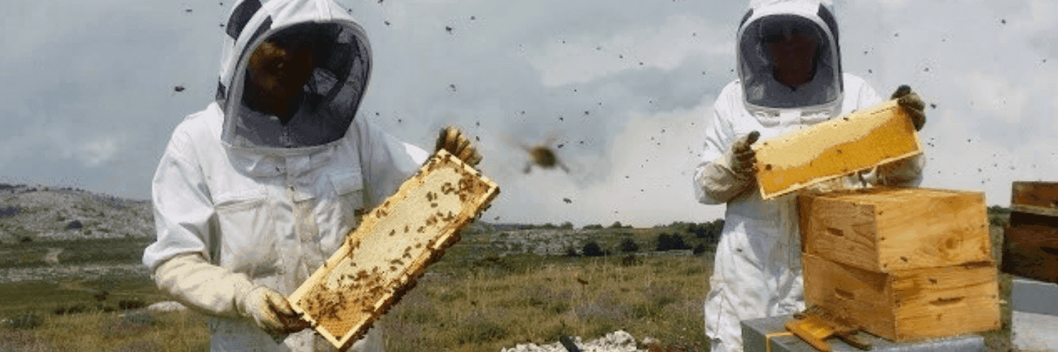Bannière de L'Abeille & la Bête
