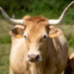 Ferme Larricq Ferme Larricq #6