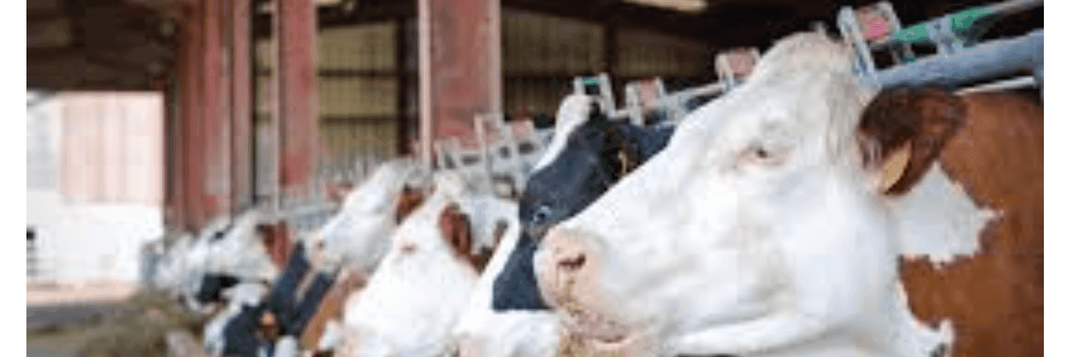 Bannière de FERME KRUGLER