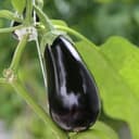 Aubergine (1 u = ~300g)