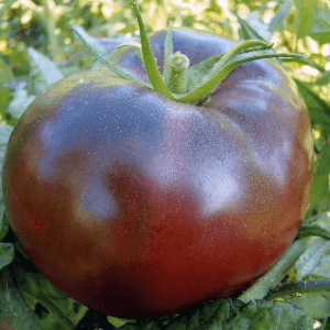 Plant de tomate Noire de Crimée
