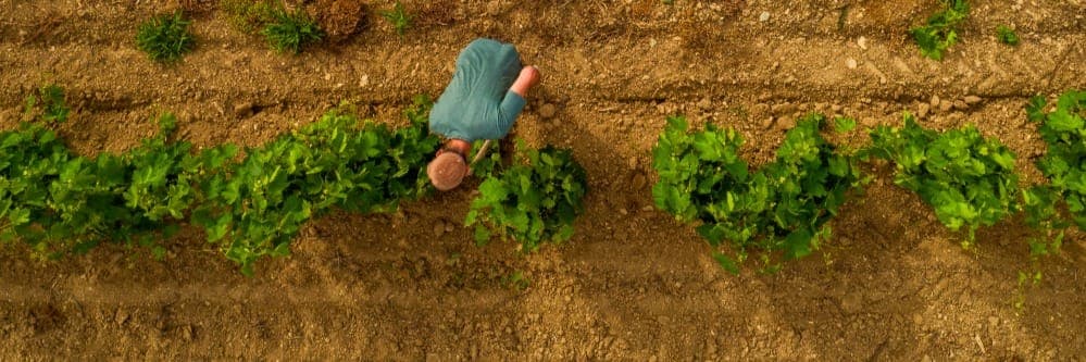 Bannière de Domaine de Bancel