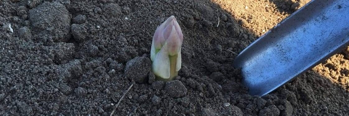 Bannière de Les huiles de Julie