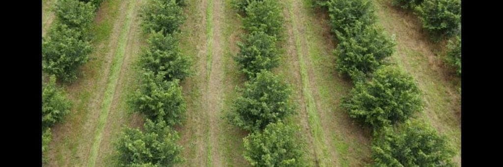 Bannière de Pyrénuts