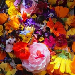 Les jardins d'Eve Les jardins d'Eve #4