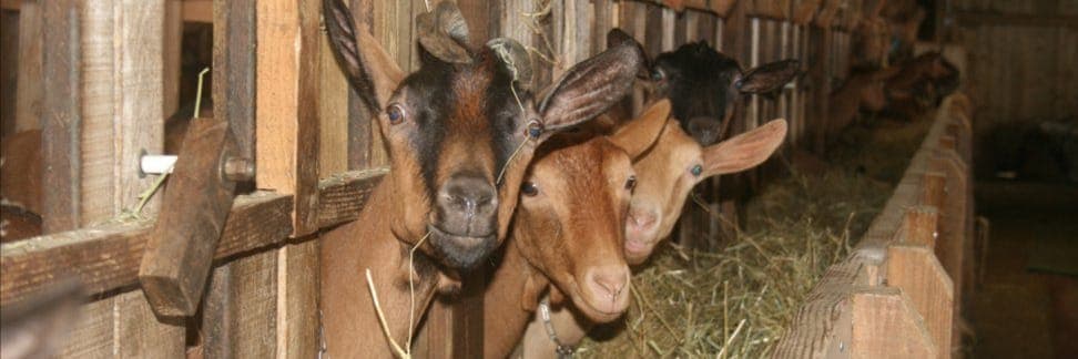 Bannière de Ferme de la Clairière