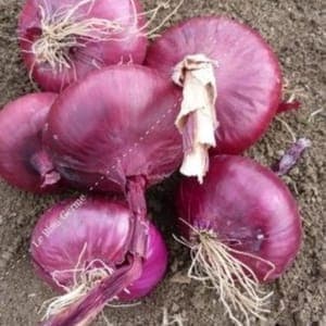 Oignons rouge