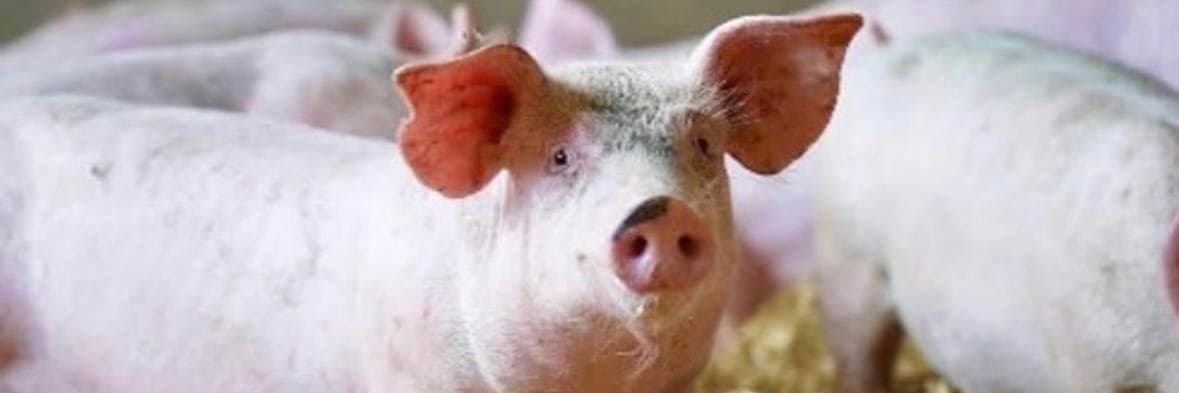 Bannière de FERME PRETOU
