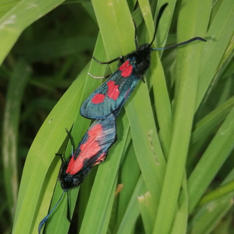 Logo de Marché "Brasserie de la Vézère"