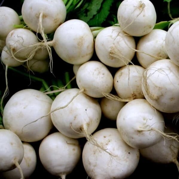 Navet blanc botte