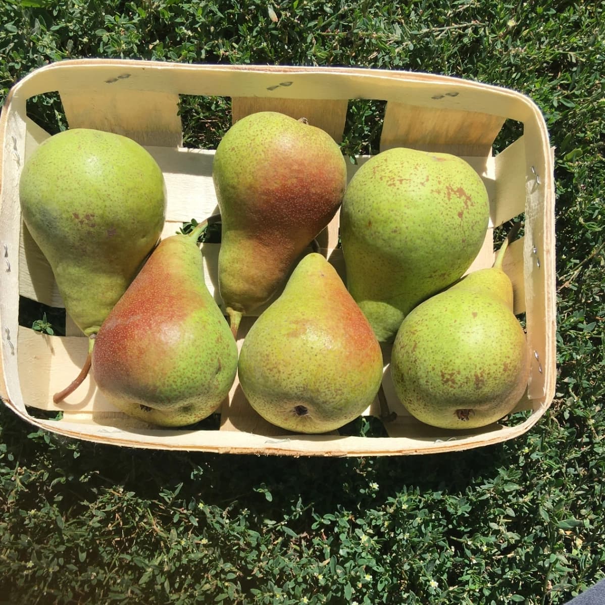 POIRE HAROW SWEET