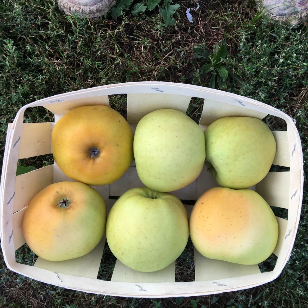 POMME CHANTECLER