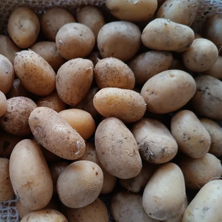 Pommes de terre Zen - Polyvalente