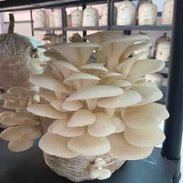 King Pleurote King Pleurote #6