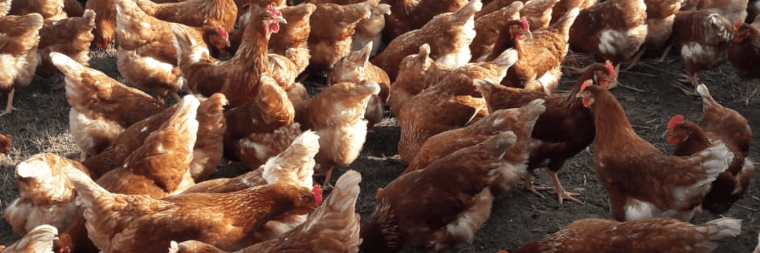 Bannière de La ferme de Got