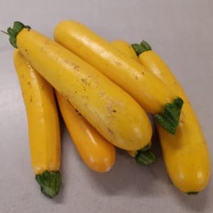 Courgette – jaune longue