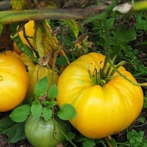 Plant de tomate Russe Jaune