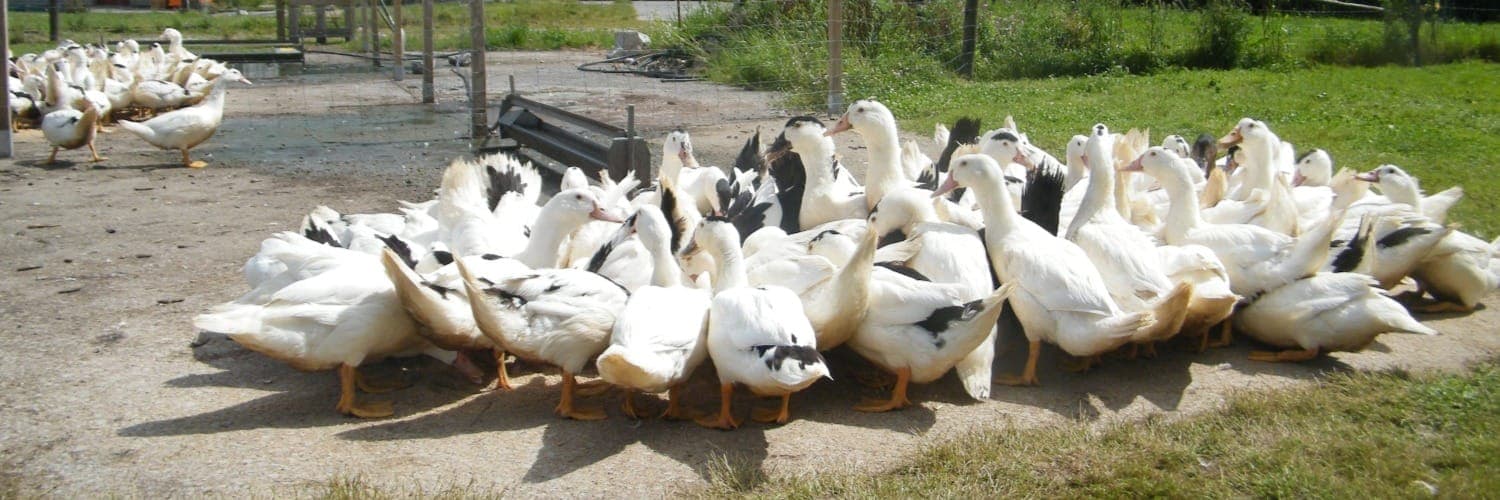 Bannière de Les canards de la lys