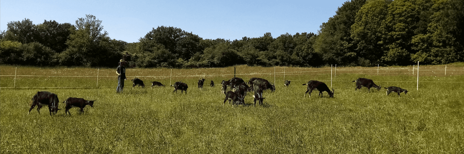 Bannière de La Chevrerie du Poney Fringant