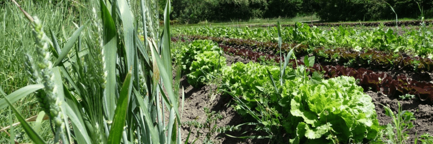 Bannière de Le Jardin du Papet