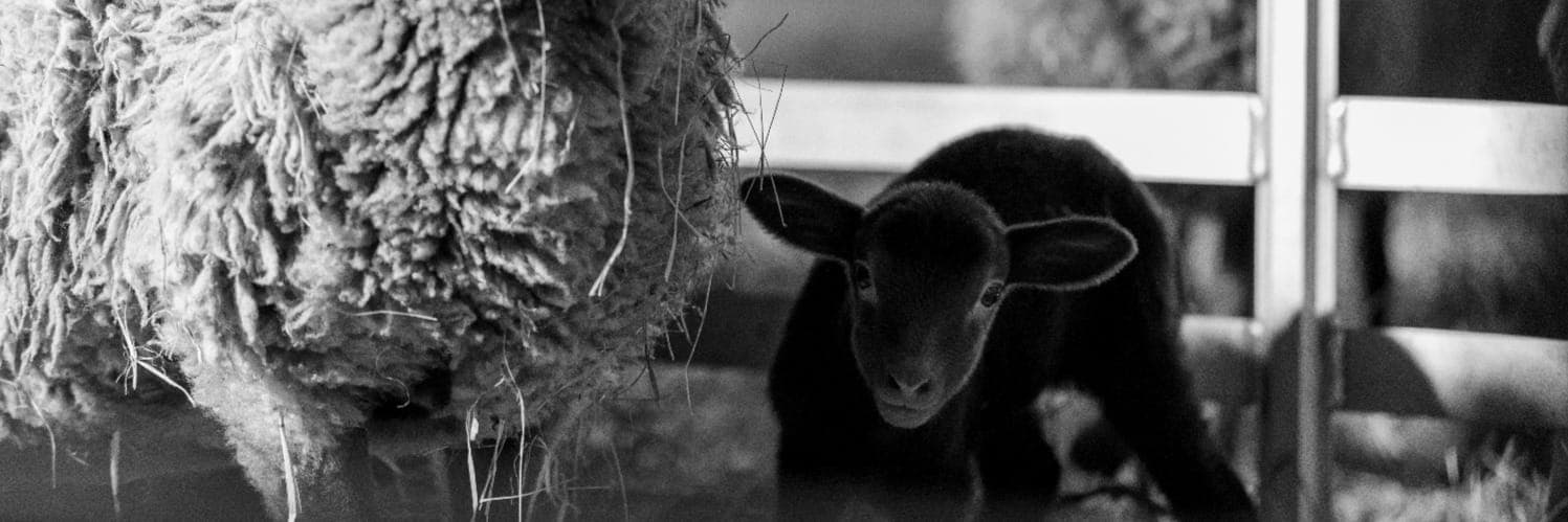 Bannière de Ferme Ott Deshaies