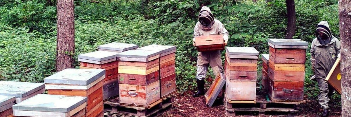 Bannière de Les Abeilles de Papae