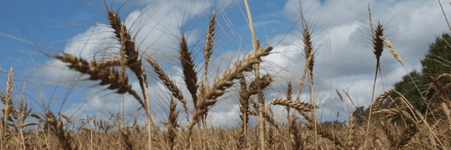 Bannière de Ferme des Champs Libres / Fournil d'Amour et de Pain