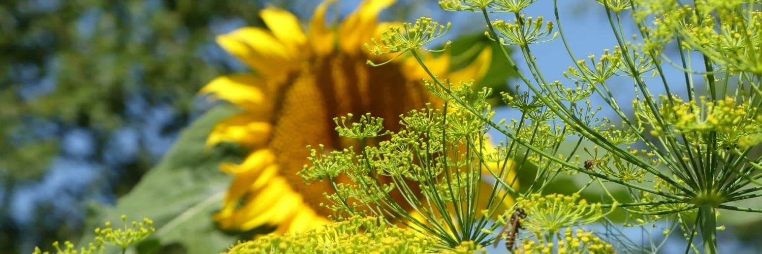 Bannière de Le jardin d’Isabelle