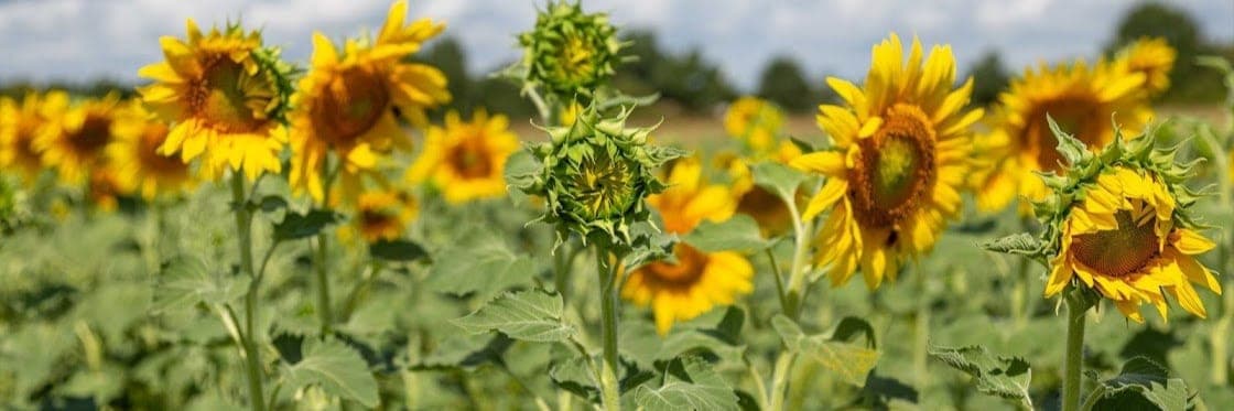 Bannière de Ferme bio du Duellas