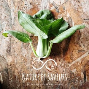 Chou Chinois Pak Choï Shifu