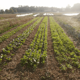 Les Terres de Maia Les Terres de Maia #3