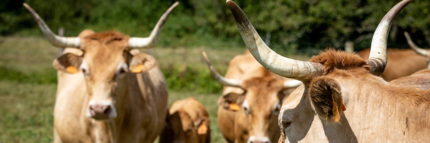 Bannière de Ferme Larricq