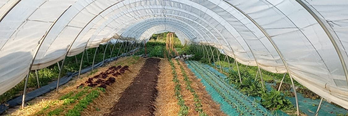 Bannière de La Belle Verte