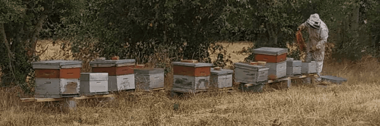 Bannière de Nectar et comparse