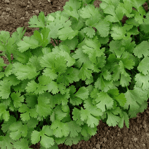 Plant d’aromatique Coriandre