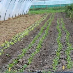 Patricia Simonin Patricia Simonin #5