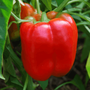Plant de poivron Rouge (Jumbo Stuff)