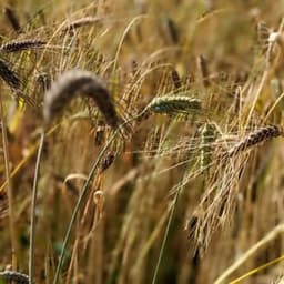 La Ferme de Nepri La Ferme de Nepri #8