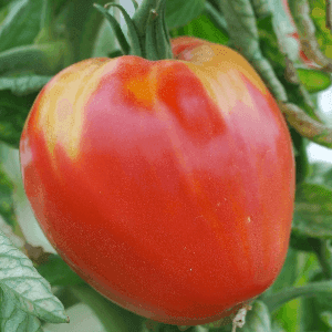 Plant de tomate Coeur de Boeuf rouge