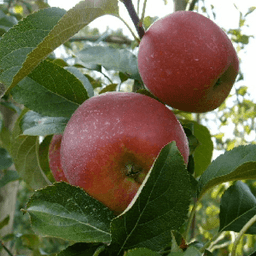 EARL LE VERGER DE PIROUETTE EARL LE VERGER DE PIROUETTE #5