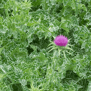 Plant de fleur Chardon de Marie