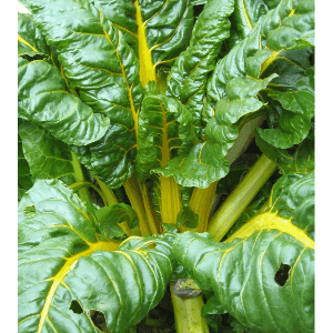 Plant de blette jaune