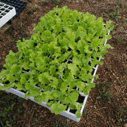 Les Terres de Maia Les Terres de Maia #4