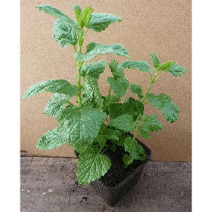Mélisse officinale.