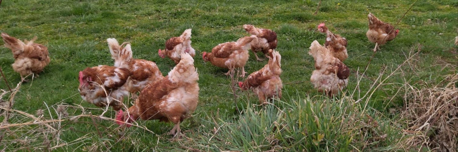Bannière de Ferme de Bel air