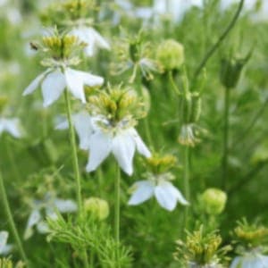 Plant de fleur Nigelle aromatique