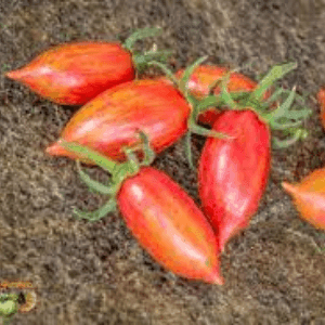 Plant de tomate cerise Pink Tiger