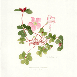 Logo de oxalis(tisane)/amap de st jacques